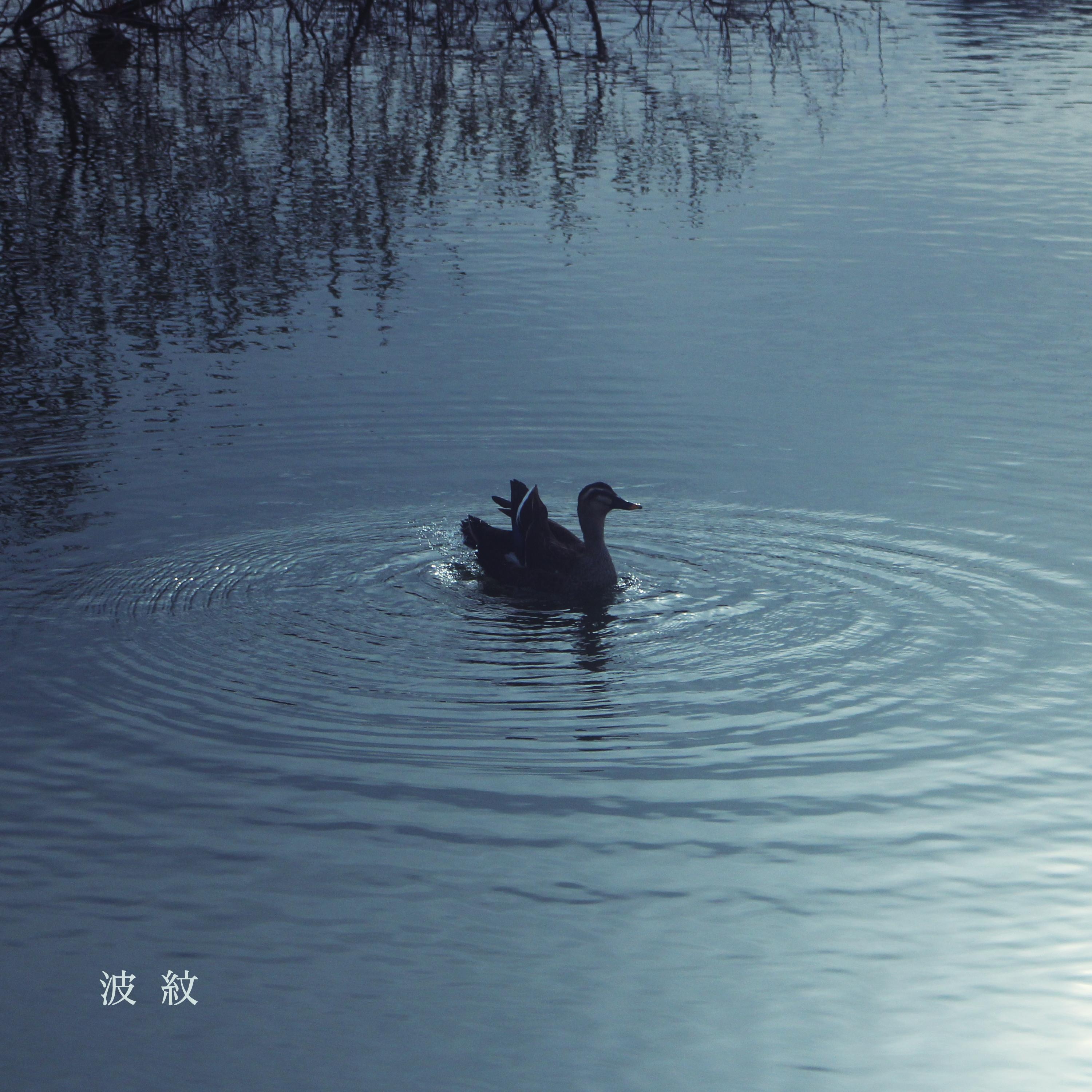 波紋